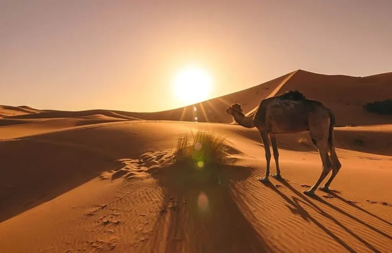The Best Morocco Tours 2026: 10 Days Itinerary & Desert Trips